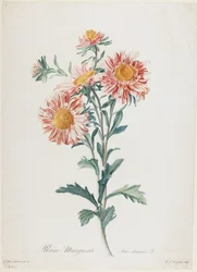Reine-Marguerite, fra Flowers Drawn from Nature, ca. 1800 (håndfarget stiplegravering)