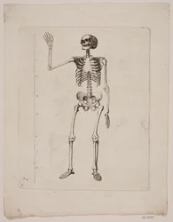 Skjelett