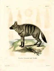 Aardwolf (farget gravering)