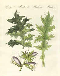 Acanthusplanter (farget gravering)