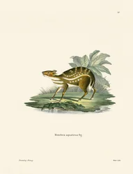 Afrikansk Chevrotain (farget gravering)
