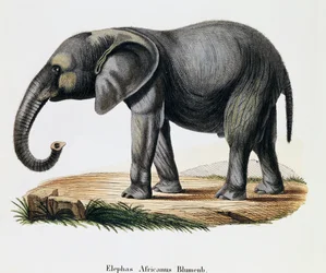 Afrikansk elefant (Elephas africanus), fra Pattedyr illustrert fra Nature med beskrivelser, av Johann Christian Daniel von Schreber (1739-1810), gravering av IC Bock etter tegning av A Fleischmann, Tyskland