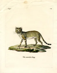 Afrikansk villkatt (farget gravering)