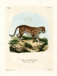 Afrikansk villkatt (farget gravering)