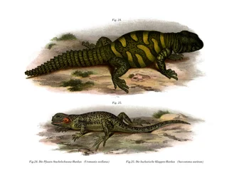 Navn (fargemedlemmer)