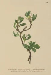 Alpine bjørnebær (Arctostaphylos alpina, Arctostaphylos alpinus)
