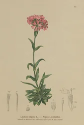 Alpine catchfly (Lychnis alpina, Silene suecica)
