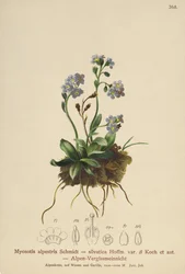 Alpine Forglemmejei (Myosotis alpestris, Myosotis silvatica)