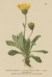 Alpin haukeved (Hieracium alpinum, Hieracium alpenum, Hieracium pilosum)