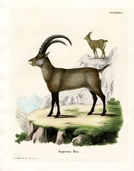 Alpine Ibex (farget gravering)