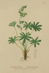 Alpine Ladys-Mantle (Alchemilla alpina)