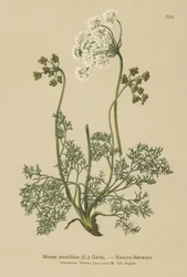 Alpine Lovage (My mutellina, Ligusticum mutellina)