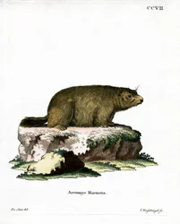 Alpine murmeldyr (farget gravering)