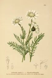 Alpin maiweed (Anthemis alpina, Achillea oxyloba subsp. schuri)