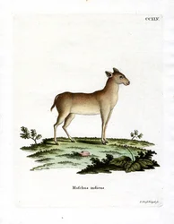 Alpin moskushjort (farget gravering)