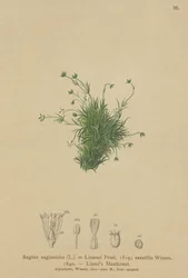 Alpeperleurt (Sagina saginoides, Sagina Linnaei, Sagina saxatilis)