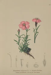 Alpinrosa (Dianthus alpinus)