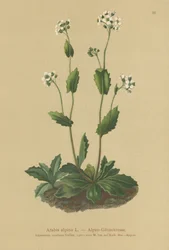 Alpeveggkarse (Arabis alpina)
