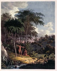 Alsophila, vannbregner i Amazonas, tabell XXVIII fra 'Plantarum Cryptogamicarum Brasiliensium' av Johann Baptist Von Spix og Carl Friedrich Von Martius