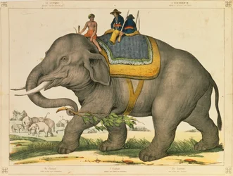 En elefant pleide å jakte på sitt eget, billedlige broadsheet utgitt av Joseph Scholz, Mainz, ca. 1860