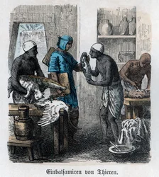 Antikkens historie. Egypt. Balsamering av dyr ... (gravering)