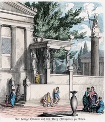 Antikkens historie. Hellas. Det hellige oliventreet på Akropolis ... (gravering)