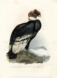 Andinsk kondor, 1864
