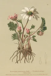 Anemone-lignende kråkefot (Ranunculus anemonoides, Callianthemum anemonoides)