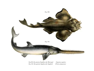 Angel Shark (farge litho)