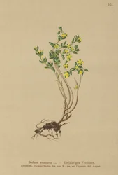Årlig steinurt (Sedum annuum)