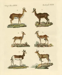 Antiloper og gaseller