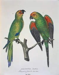 Aratinga Aurifrons (mann og kvinne), tabell XVI fra 'Avium Species New in Brazil' av Johann Baptist von Spix og Carl Friedrich von Martius
