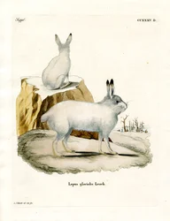 Arctic Hare (farget gravering)