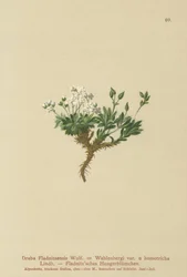 Arktisk draba (Draba Fladnitzensis, Draba altaica, Draba Wahlenbergi)