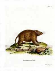 Asiatisk børstehalepiggsvin