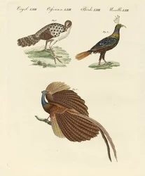 Asiatiske fugler (farget gravering)