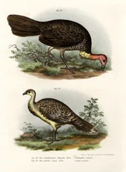 Australsk børste-Tyrkia, 1864