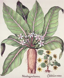 Autumn Mandrake, fra Hortus Eystettensis av Basil Besler (1561-1629) pub. 1613 (håndfarget gravering)
