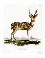 Axis Deer (farget gravering)