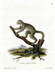 Bambus Lemur (farget gravering)