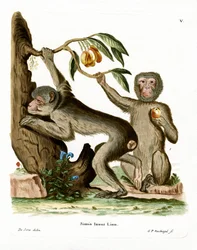 Barbary Ape (farget gravering)