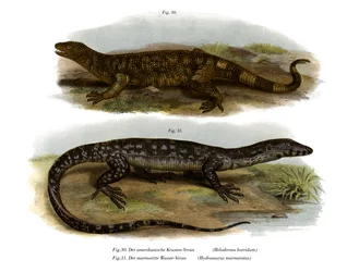 Beaded Lizard (farge litho)