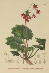 Bears-Ear Sanicle (Cortusa Matthioli)