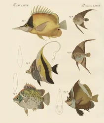 Vakker fisk (farget gravering)