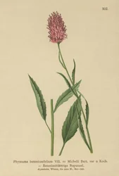 Betony-leaved Rampion (Phyteuma betonicaefolium)