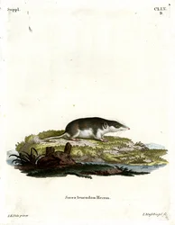 Tofarget spissmus (farget gravering)