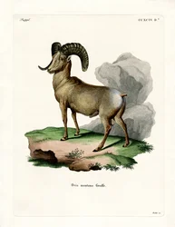 Bighorn Sheep (farget gravering)