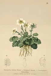 Smørblomst (Ranunculus bilobus, Ranunculus Bertolonii)