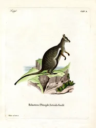 Svartfotet steinwallaby