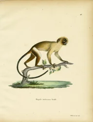 Svarthalet silkeape